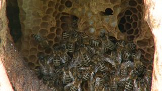 Journée mondiale des abeilles : une espèce fortement menacée