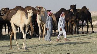 ۱۰ هزار شتر قطری به ایران می‌روند