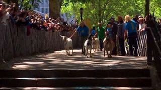 The goats arrive at the park greeted by crowds of fans