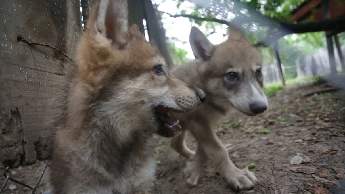Mischievous wolf pups are newest addition to Monterrey zoo