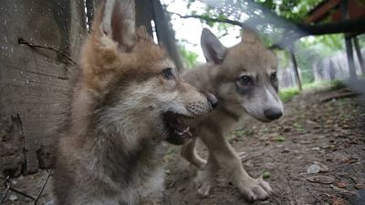 ویدئو؛ توله گرگ‌های باغ وحش مونتری در مکزیک