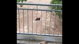 ویدئوی سیل در آلمان؛ سیلاب یک سگ را با خود برد