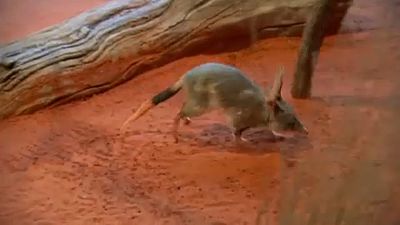 Bringing back the bilby - a century extinct in New South Wales