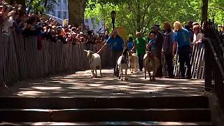 Нью-йоркский парк использует коз вместо химикатов