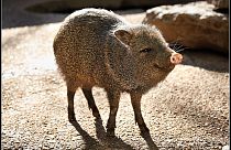 Ritka Chaco-pekarik születtek a prágai állatkertben