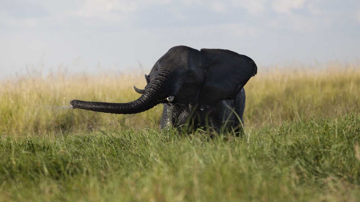 Un éléphant photographié dans le parc national de Chobe au Botswana en 2015