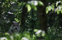 USA: Kommt der Grauwolf auf die Abschussliste?