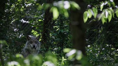 USA: Kommt der Grauwolf auf die Abschussliste?