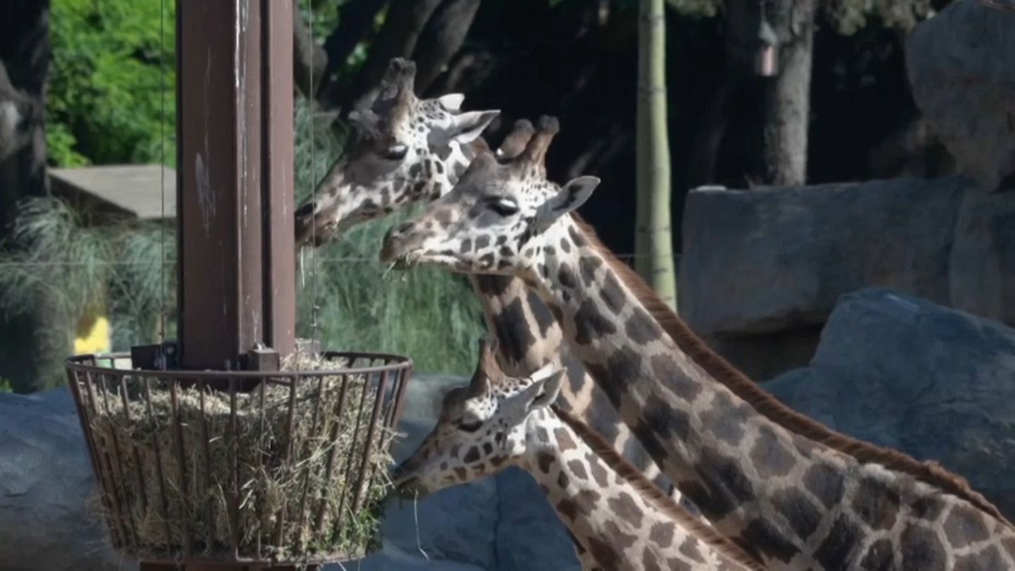 Watch: Barcelona Zoo told to stop breeding unless offspring reintroduced  into wild | Euronews