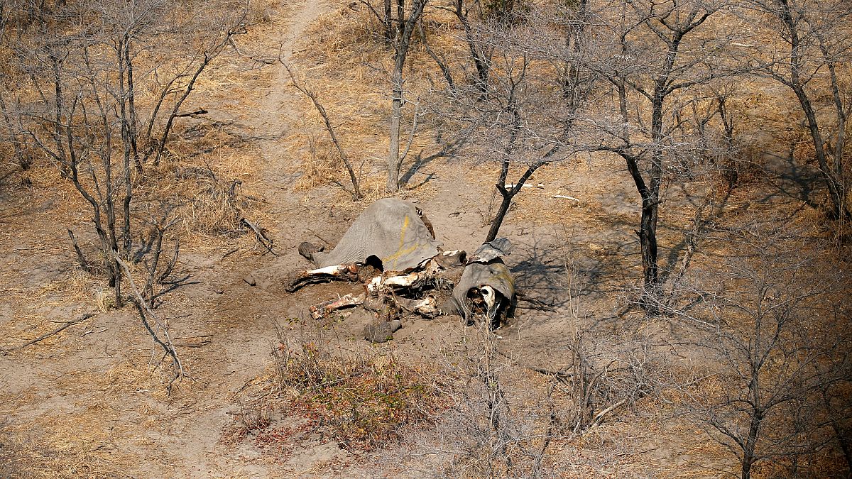 Botswana levanta proibição da caça aos elefantes