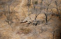 Újraindul az elefántvadászat Botswanában