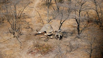 Botswana levanta proibição da caça aos elefantes