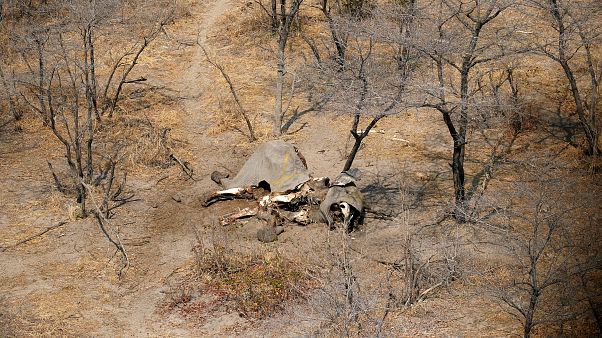 Botswana will Jagd auf Elefanten wieder erlauben Botswana will Jagd auf Elefanten wieder erlauben