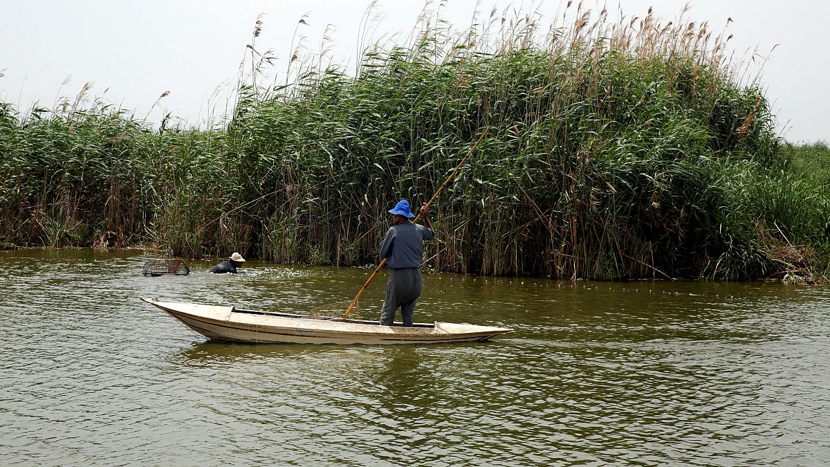 صياد أسماك مصري في النيل 