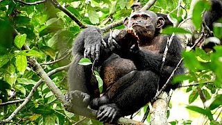 У шимпанзе появляется культура?