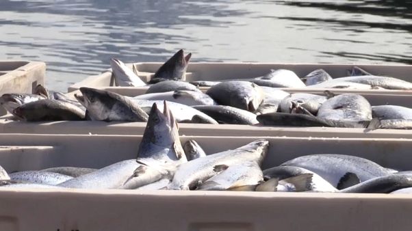 Algenplage tötet 100.000 Tonnen norwegischen Lachs Algenplage tötet 100.000 Tonnen norwegischen Lachs