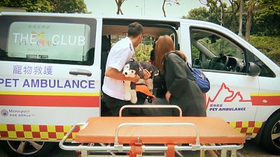 شاهد: سيارات إسعاف لنقل الحيوانات الأليفة في هونج كونغ