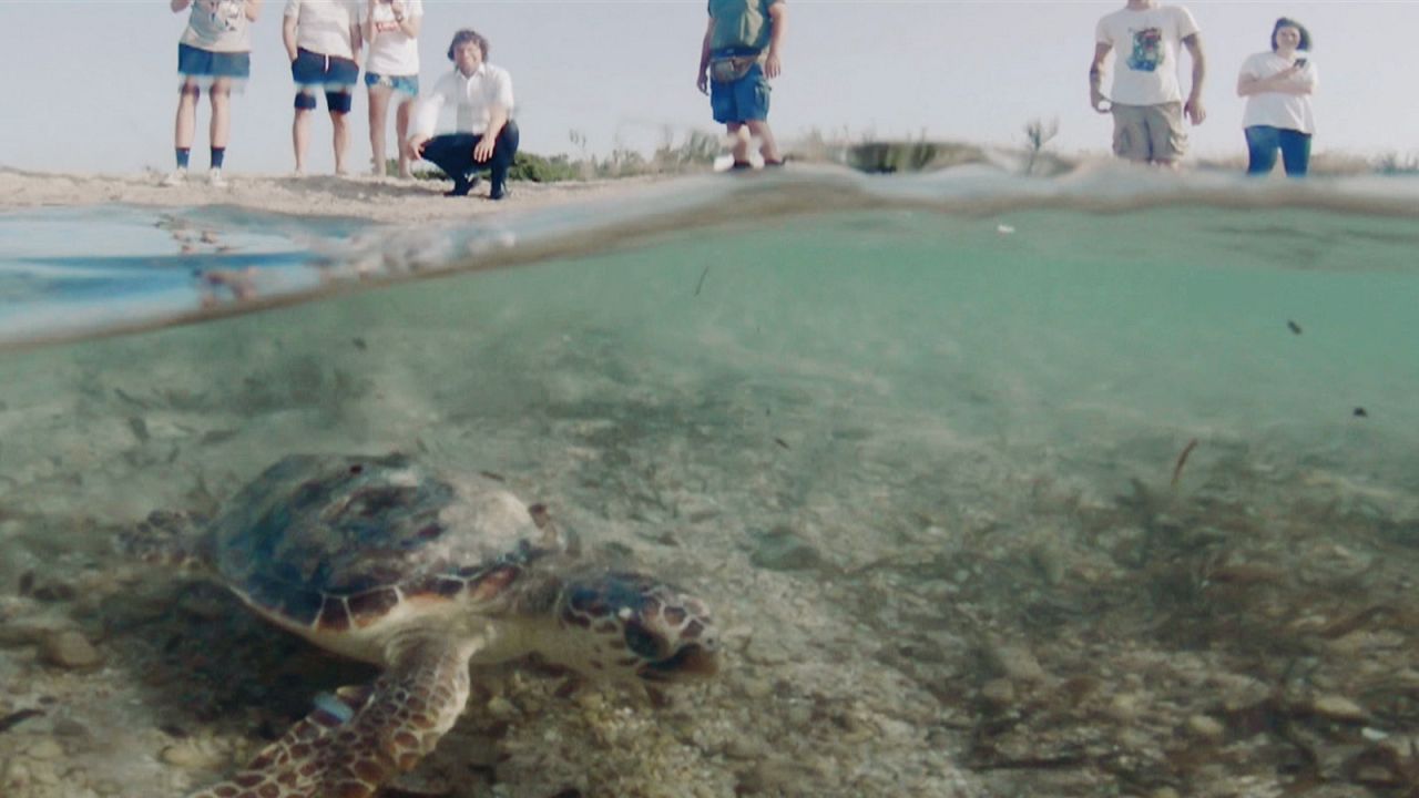 Заповедник "Торре Гуачето": экология и эко-туризм Заповедник "Торре Гуачето": экология и эко-туризм