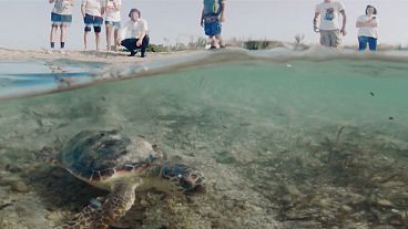 Заповедник "Торре Гуачето": экология и эко-туризм