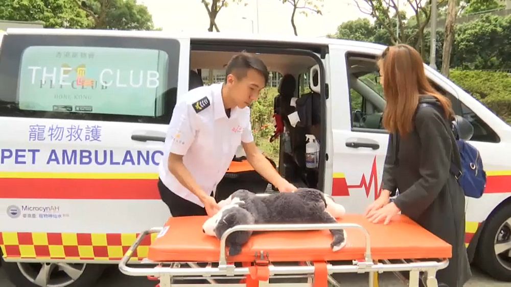 Watch: Furs aid for four-legged friends as Hong Kong gets pet ambulance