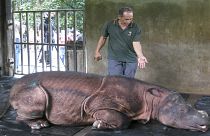 شاهد: نفوق آخر ذكر وحيد قرن سومطري في محمية ماليزية