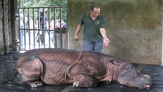 شاهد: نفوق آخر ذكر وحيد قرن سومطري في محمية ماليزية