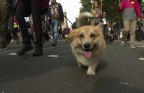 Tierschutzpartei stärkste Kraft in französischer Gemeinde Rottier