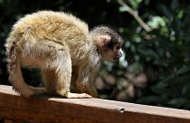 شاهد: قرد لبناني يثير دهشة الإسرائيليين على الحدود ويدفعهم للجنون