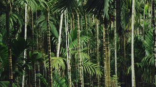 Palm tree forest 