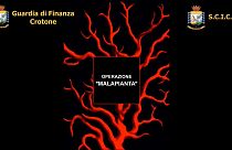 "Malapianta" estirpata in Calabria