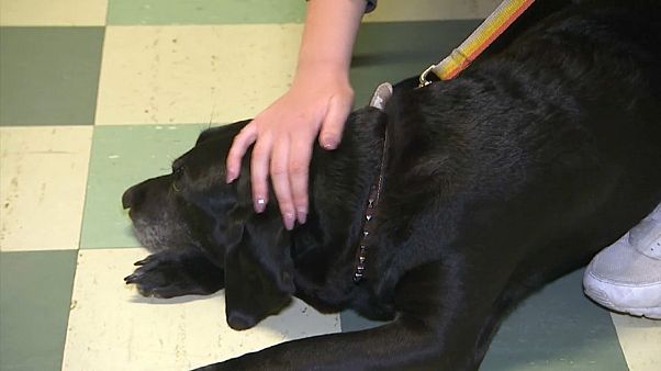 Hunde helfen SchülerInnen mit Prüfungsangst Hunde helfen SchülerInnen mit Prüfungsangst