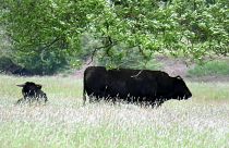 The feral cows had become incestuous due to lack of veterinary care.