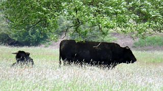 The feral cows had become incestuous due to lack of veterinary care.