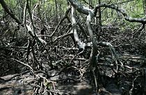 El cambio climático condena a muerte a los manglares brasileños