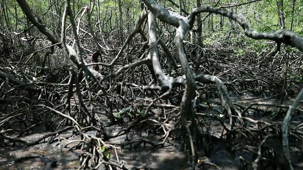 El cambio climático condena a muerte a los manglares brasileños El cambio climático condena a muerte a los manglares brasileños