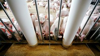 تسجيل أول إصابة بحمى الخنازير الأفريقية في كوريا الشمالية