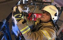 İstanbul İtfaiyesi bir buçuk yılda 21 bin 582 hayvanı kurtardı