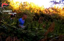 L'erba della ndrangheta