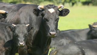 Polens Politiker retten wildlebende Kühe vor dem Schlachter