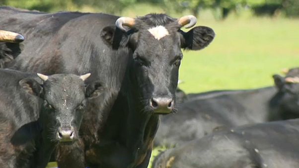 Polens Politiker retten wildlebende Kühe vor dem Schlachter Polens Politiker retten wildlebende Kühe vor dem Schlachter