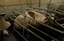 Campaigners collect a million signatures in bid to end battery farming