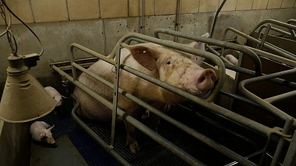 Campaigners collect a million signatures in bid to end battery farming Campaigners collect a million signatures in bid to end battery farming