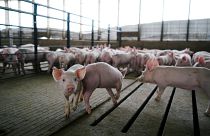 الفيتنام تعدم مليوني خنزير بعد انتشار انفلونزا الخنازير
