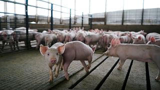 الفيتنام تعدم مليوني خنزير بعد انتشار انفلونزا الخنازير