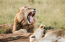 Best wildlife experiences of June