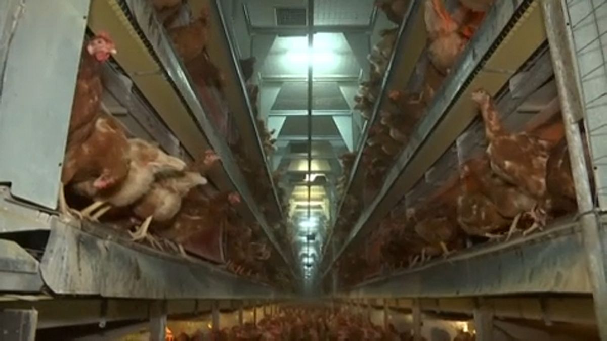 Un milione di firme contro le gabbie per animali, Commissione Europea esamina