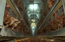 Un milione di firme contro le gabbie per animali, Commissione Europea esamina