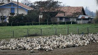 علماء بريطانيون يعدلون جينات الدجاج ليقاوم إنفلونزا الطيور