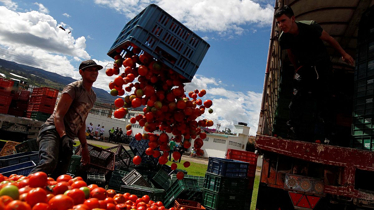 Video | Kolombiya'nın 'Tomatina' festivalinde tonlarca domates havada uçuştu