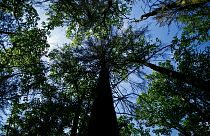 Három millió fát ültettek el Vas megyében idén